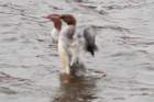 dsc03036_small.jpg