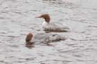 dsc03042_small.jpg
