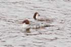 dsc03043_small.jpg