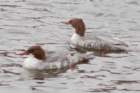 dsc03047_small.jpg