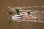 dsc03072_small.jpg