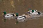 dsc03097_small.jpg