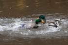 dsc03104_small.jpg