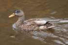 dsc03134_small.jpg