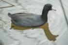 dsc01246_small.jpg