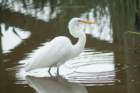 dsc01252_small.jpg