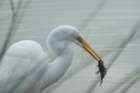 dsc01305_small.jpg