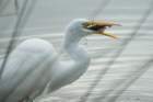 dsc01310_small.jpg