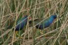 dsc01359_small.jpg