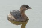 dsc01419_small.jpg
