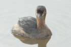 dsc01421_small.jpg