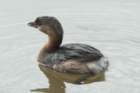 dsc01427_small.jpg