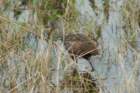 dsc01438_small.jpg