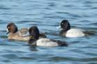 dsc01475_small.jpg