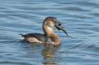 dsc01515_small.jpg