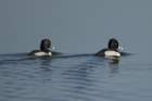 dsc01798_small.jpg