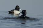 dsc01803_small.jpg