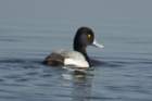 dsc01804_small.jpg