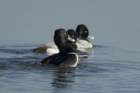 dsc01806_small.jpg