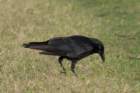 dsc02579_small.jpg