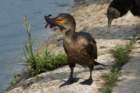 dsc02620_small.jpg