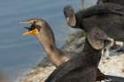 dsc02636_small.jpg