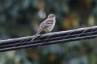 dsc02854_small.jpg