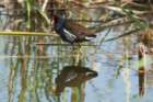 dsc02865_small.jpg