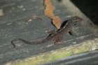 dsc02872_small.jpg