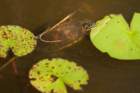 dsc03671_small.jpg