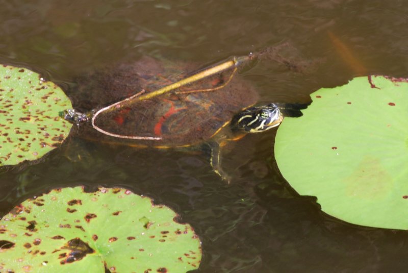 DSC_2755 dsc_2755.jpg