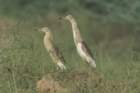 dsc03723_small.jpg
