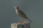 dsc03745_small.jpg