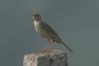 dsc03746_small.jpg