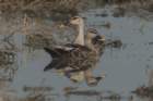 dsc03764_small.jpg