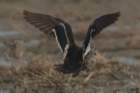 dsc03779_small.jpg