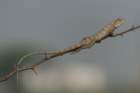 dsc03790_small.jpg
