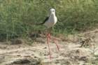 dsc03801_small.jpg