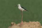 dsc03873_small.jpg