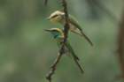 dsc04006_small.jpg
