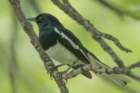 dsc04050_small.jpg