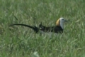 2013-06-19_basai-gaon_sultanpur_index.jpg