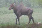 dsc04090_small.jpg