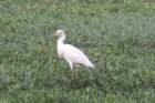 dsc04095_small.jpg