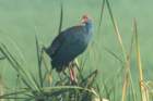 dsc04142_small.jpg