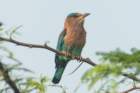 dsc04157_small.jpg