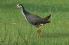 dsc04390_small.jpg