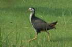 dsc04391_small.jpg