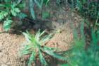 dsc04502_small.jpg
