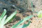 dsc04503_small.jpg